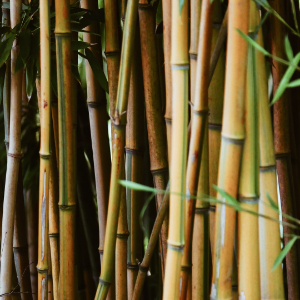 Smoked Bamboo